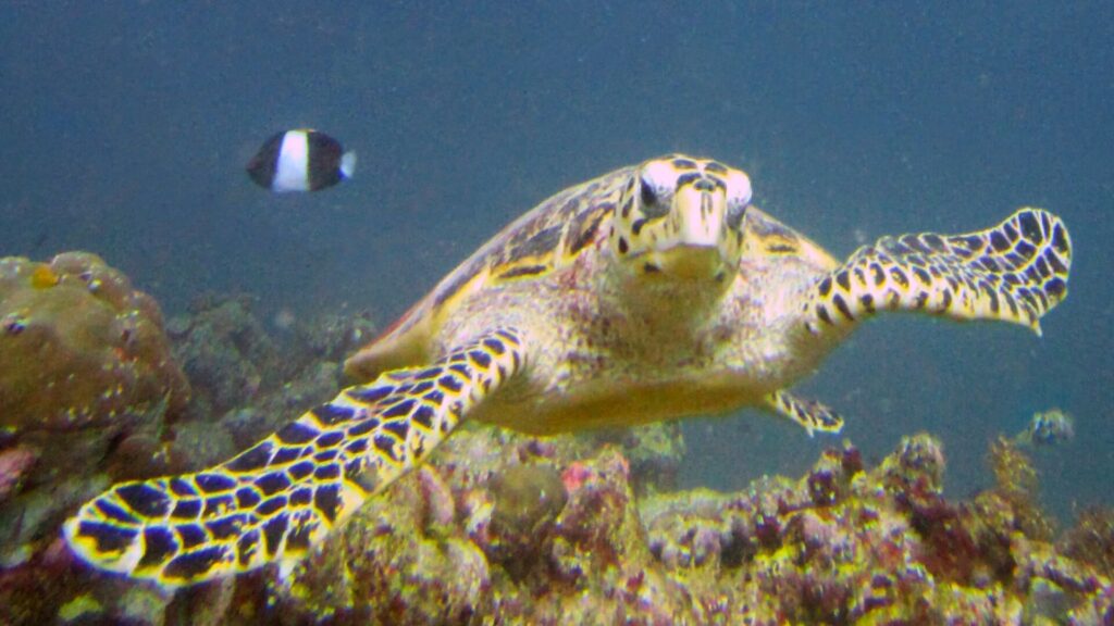 Una tortuga carey nada hacia el objetivo, con el pico ganchudo y las aletas escamosas, y un pez damisela blanco y negro detrás