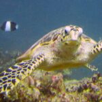 Una tortuga carey nada hacia el objetivo, con el pico ganchudo y las aletas escamosas, y un pez damisela blanco y negro detrás