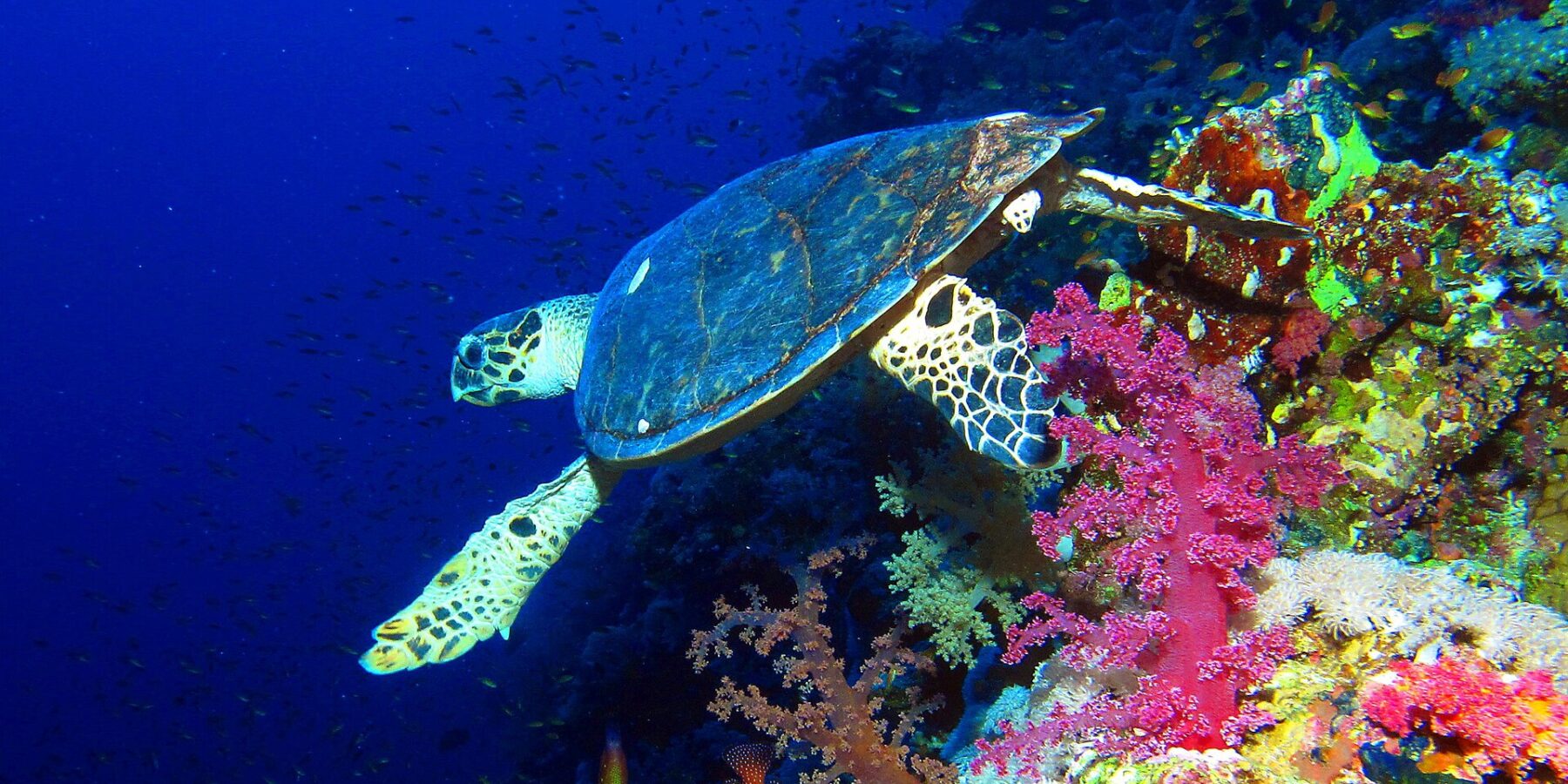 Una tortuga carey nada a lo largo de una pared sobre corales blandos rosas, con el azul profundo detrás