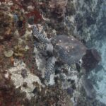 Una tortuga carey con el caparazón salpicado de bálanos, con la cabeza contra una pared cubierta de esponjas rojas, amarillas y violetas y de erizos negros