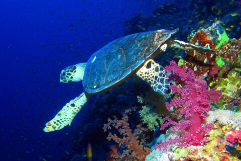 Una tortuga carey nada a lo largo de una pared sobre corales blandos rosas, con el azul profundo detrás