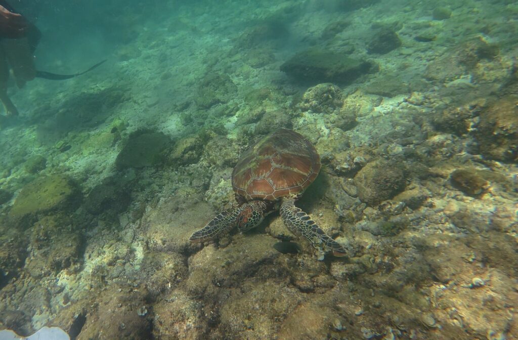 Vista desde arriba, una tortuga marina de caparazón marrón a ras de un fondo rocoso cubierto de algas, en un agua verde clara, con las piernas y la aleta de un nadador arriba a la izquierda.
