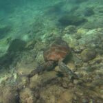 Vista desde arriba, una tortuga marina de caparazón marrón a ras de un fondo rocoso cubierto de algas, en un agua verde clara, con las piernas y la aleta de un nadador arriba a la izquierda.