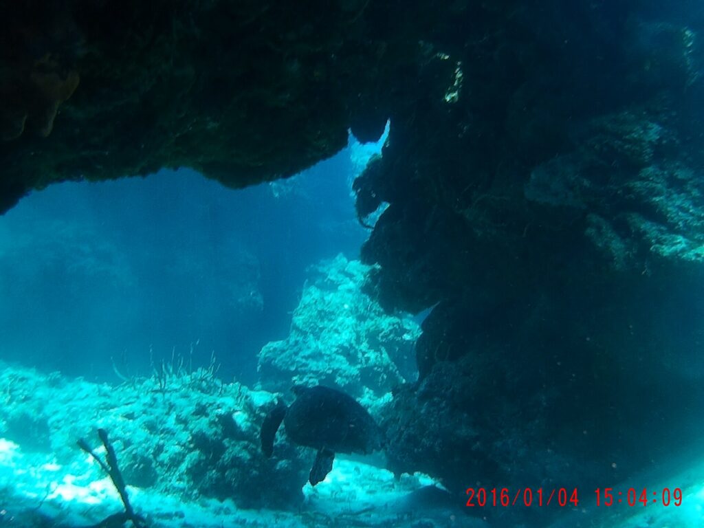 Una tortuga posada en la arena bajo un extraplomo de coral en Palancar, con gorgonias en primer plano y el azul detrás