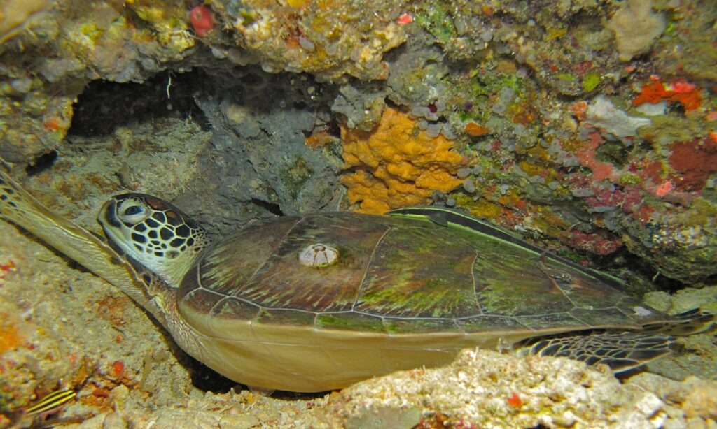 Una tortuga verde tumbada bajo un extraplomo del arrecife, con el caparazón pardo verdoso salpicado de un percebe y una rémora rayada encima, delante de una esponja amarilla.