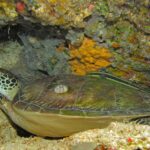 Una tortuga verde tumbada bajo un extraplomo del arrecife, con el caparazón pardo verdoso salpicado de un percebe y una rémora rayada encima, delante de una esponja amarilla.