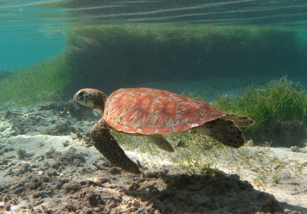 Una tortuga verde joven de caparazón anaranjado con estrías en abanico nada a ras de la arena, delante de una pradera marina, justo bajo la superficie