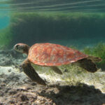 Una tortuga verde joven de caparazón anaranjado con estrías en abanico nada a ras de la arena, delante de una pradera marina, justo bajo la superficie