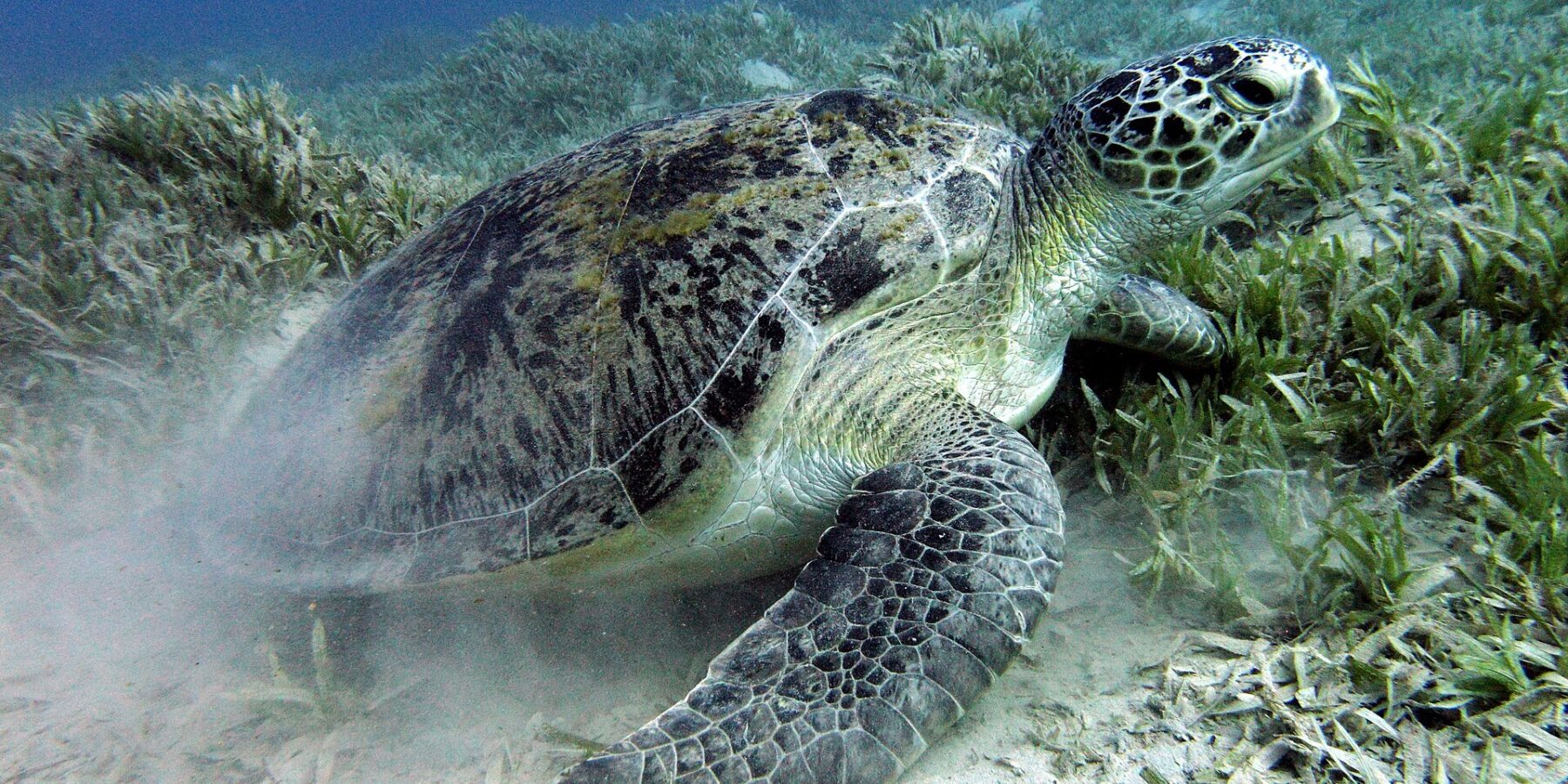 Una tortuga verde ramonea la pradera marina sobre el fondo arenoso, cerca de Marsa Alam, en el mar Rojo