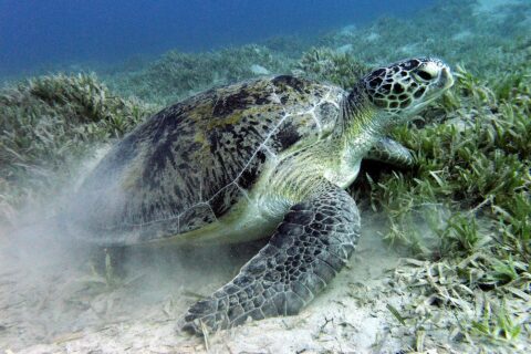 Una tortuga verde ramonea la pradera marina sobre el fondo arenoso, cerca de Marsa Alam, en el mar Rojo