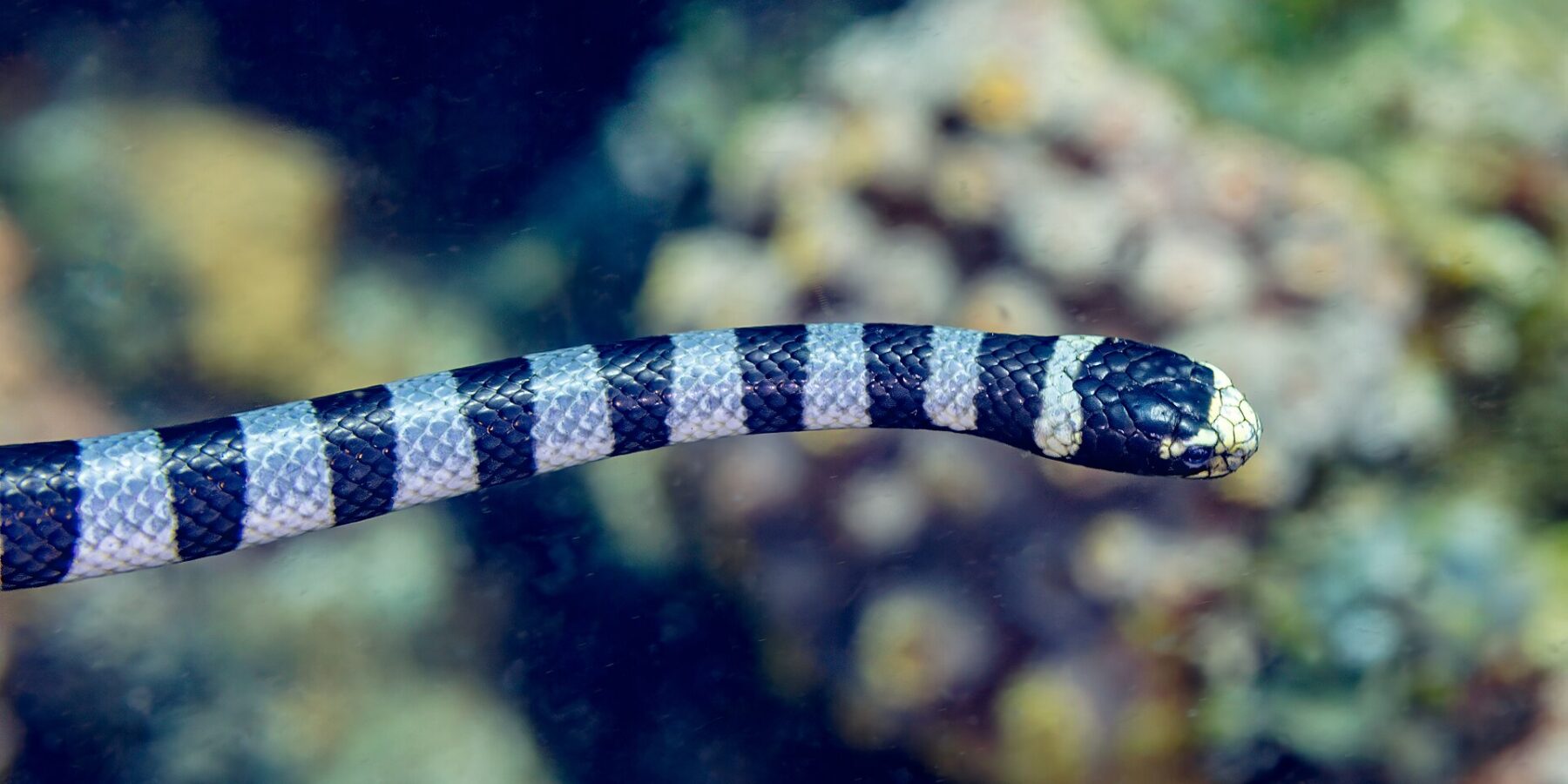 Una serpiente marina rayada vista de perfil nada en horizontal delante de un arrecife desenfocado, con la cabeza negra de hocico y labio amarillo pálido y el cuerpo rodeado de anillos negros y gris azulado