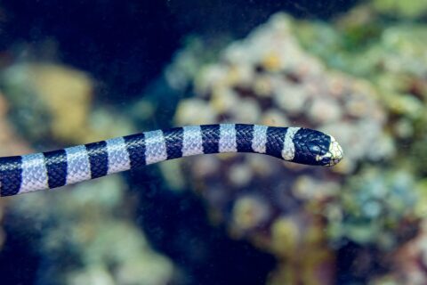Una serpiente marina rayada vista de perfil nada en horizontal delante de un arrecife desenfocado, con la cabeza negra de hocico y labio amarillo pálido y el cuerpo rodeado de anillos negros y gris azulado