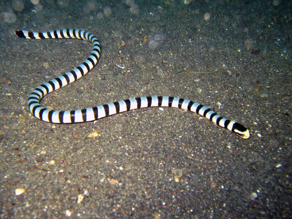 Una serpiente marina rayada entera tendida en S sobre una arena volcánica gris oscura, de la cola, arriba a la izquierda, a la cabeza negra de hocico amarillo, a la derecha, con el cuerpo rodeado de anillos negros regulares sobre fondo blanco azulado