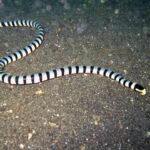 Una serpiente marina rayada entera tendida en S sobre una arena volcánica gris oscura, de la cola, arriba a la izquierda, a la cabeza negra de hocico amarillo, a la derecha, con el cuerpo rodeado de anillos negros regulares sobre fondo blanco azulado