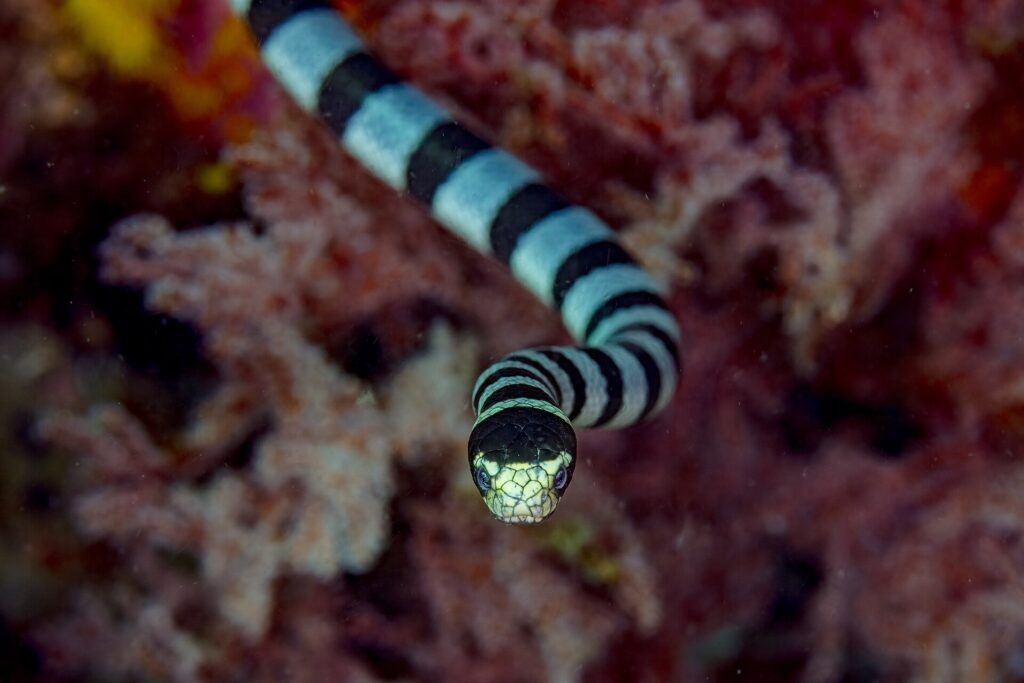 Una serpiente marina rayada vista de frente avanza hacia la cámara, con la parte superior de la cabeza negra, el hocico y los labios amarillo pálido entre los dos ojos y el cuerpo rayado de negro y gris azulado detrás, delante de corales blandos rojos desenfocados