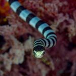 Una serpiente marina rayada vista de frente avanza hacia la cámara, con la parte superior de la cabeza negra, el hocico y los labios amarillo pálido entre los dos ojos y el cuerpo rayado de negro y gris azulado detrás, delante de corales blandos rojos desenfocados
