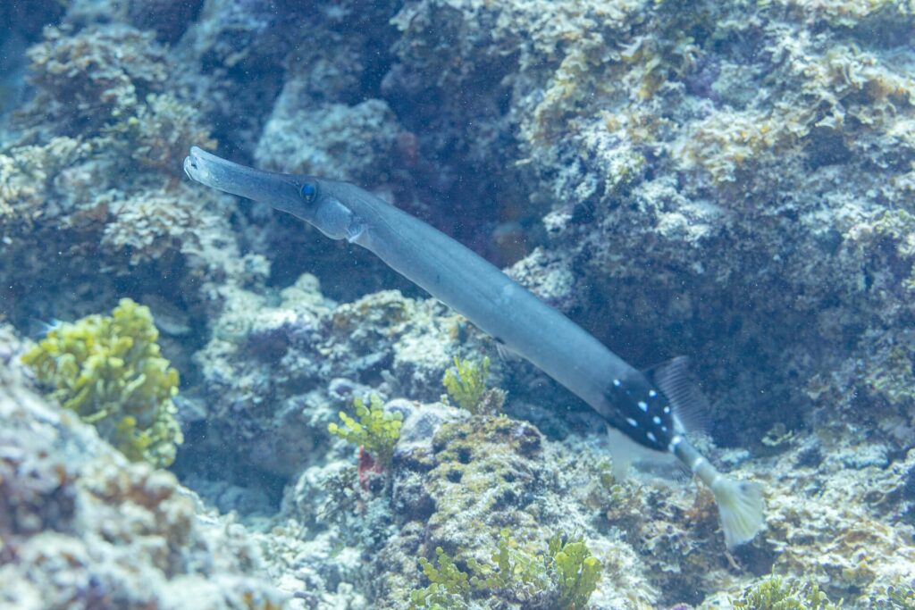 Un pez trompeta gris azulado de largo hocico tubular se desliza en diagonal sobre un arrecife rocoso cubierto de algas verdes, con la parte trasera del cuerpo negra y salpicada de puntos blancos