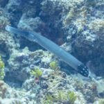 Un pez trompeta gris azulado de largo hocico tubular se desliza en diagonal sobre un arrecife rocoso cubierto de algas verdes, con la parte trasera del cuerpo negra y salpicada de puntos blancos