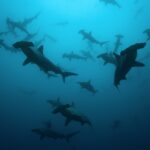 Un banco de tiburones martillo comunes en silueta en un agua azul verdosa, vistos desde abajo, una veintena de ejemplares