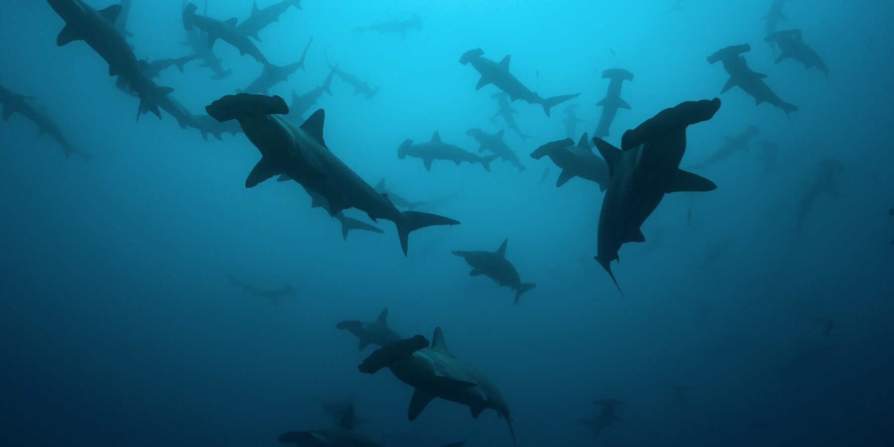 Un banco de tiburones martillo comunes en silueta en un agua azul verdosa, vistos desde abajo, una veintena de ejemplares