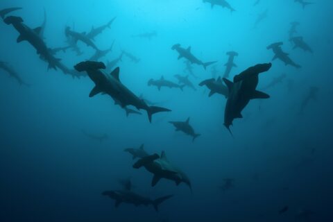 Un banco de tiburones martillo comunes en silueta en un agua azul verdosa, vistos desde abajo, una veintena de ejemplares