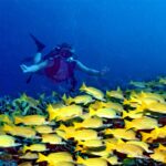 Visto de frente, un buceador con los brazos abiertos planea sobre un denso banco de pargos amarillos con rayas azules que cubre el arrecife, en un agua azul profundo.