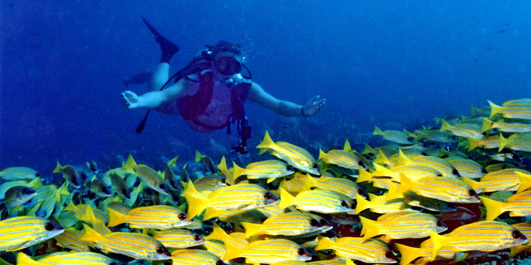 Visto de frente, un buceador con los brazos abiertos planea sobre un denso banco de pargos amarillos con rayas azules que cubre el arrecife, en un agua azul profundo.