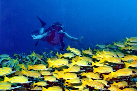 Visto de frente, un buceador con los brazos abiertos planea sobre un denso banco de pargos amarillos con rayas azules que cubre el arrecife, en un agua azul profundo.