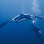 Una manta gigante con las alas desplegadas planea de frente hacia un buceador que la ilumina con su linterna, con una rémora sobre su lomo negro de hombros blancos y burbujas que suben en el azul.