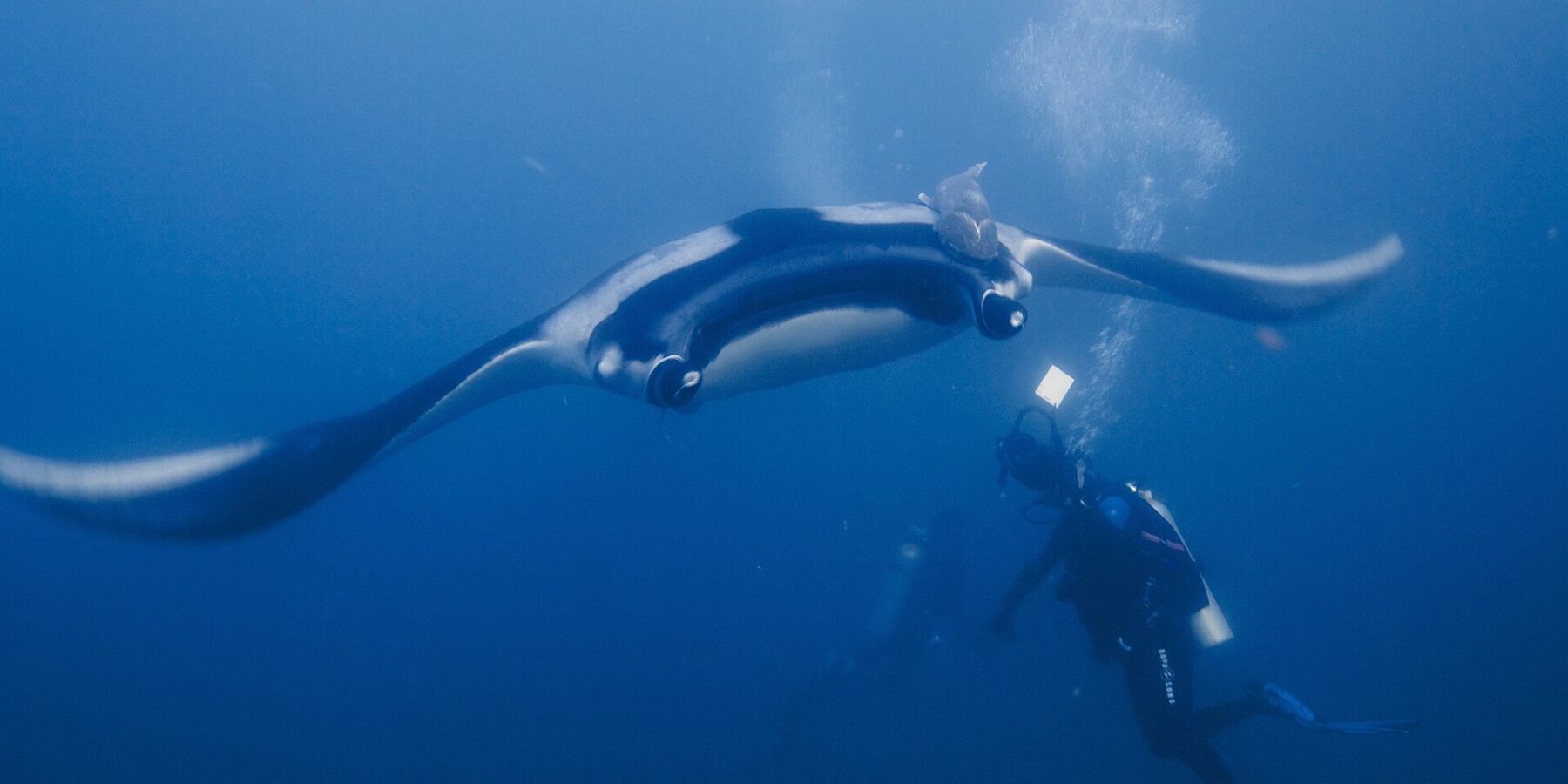 Una manta gigante con las alas desplegadas planea de frente hacia un buceador que la ilumina con su linterna, con una rémora sobre su lomo negro de hombros blancos y burbujas que suben en el azul.