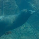 Un lobo marino de California nada de perfil en un agua verde, con el cuerpo fusiforme y los bigotes blancos, sobre un fondo rocoso por donde pasan peces pequeños
