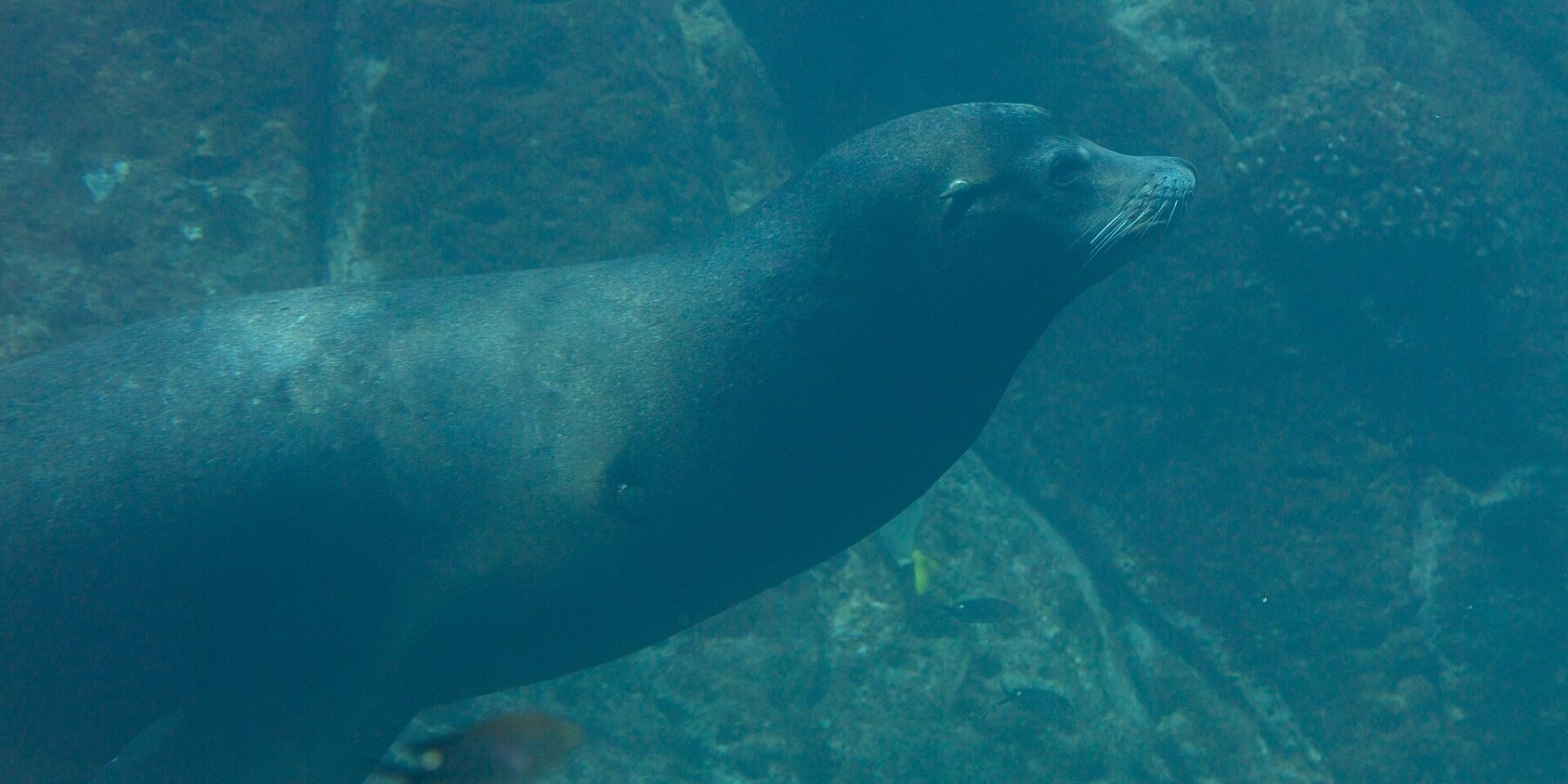 Un lobo marino de California nada de perfil en un agua verde, con el cuerpo fusiforme y los bigotes blancos, sobre un fondo rocoso por donde pasan peces pequeños