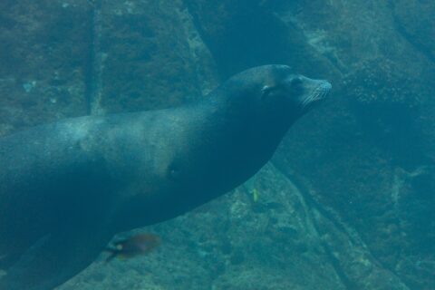 Un lobo marino de California nada de perfil en un agua verde, con el cuerpo fusiforme y los bigotes blancos, sobre un fondo rocoso por donde pasan peces pequeños