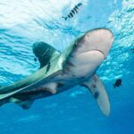 Un tiburón oceánico con las aletas de borde blanco nada bajo la superficie, rodeado de peces piloto rayados