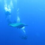 Una mobula pasa entre buceadores agarrados al cabo del barco, en el azul profundo del banco Princesa Alicia