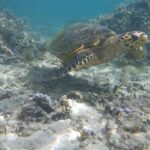 Una tortuga marina de pico estrecho y ganchudo nada sobre un fondo de arena y corales ramificados, en el agua clara y poco profunda de la laguna