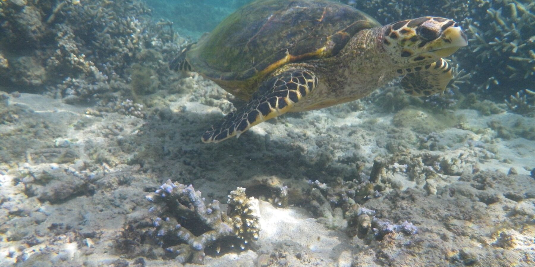 Una tortuga marina de pico estrecho y ganchudo nada sobre un fondo de arena y corales ramificados, en el agua clara y poco profunda de la laguna