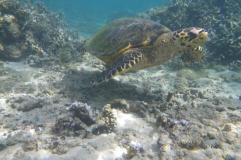 Una tortuga marina de pico estrecho y ganchudo nada sobre un fondo de arena y corales ramificados, en el agua clara y poco profunda de la laguna