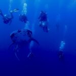Un tiburón ballena moteado visto de frente nada en el azul profundo, rodeado de una decena de buceadores cuyas burbujas suben hacia la superficie.