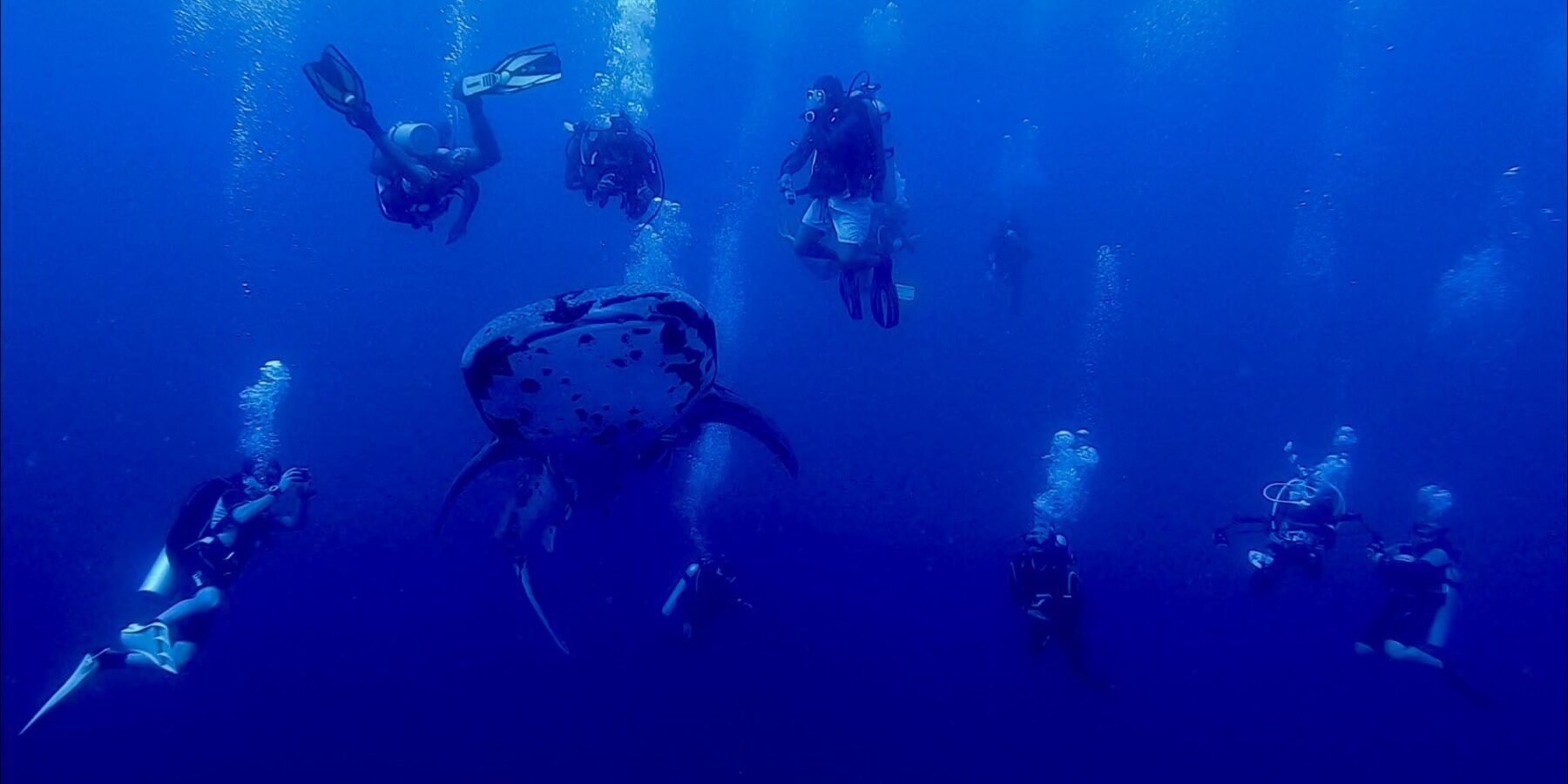 Un tiburón ballena moteado visto de frente nada en el azul profundo, rodeado de una decena de buceadores cuyas burbujas suben hacia la superficie.