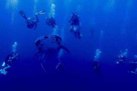 Un tiburón ballena moteado visto de frente nada en el azul profundo, rodeado de una decena de buceadores cuyas burbujas suben hacia la superficie.