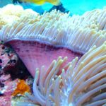 Una anémona de mar con los tentáculos blancos erguidos y el pie rosa, con un buceador de aletas amarillas desenfocado al fondo, en el paso de Njao