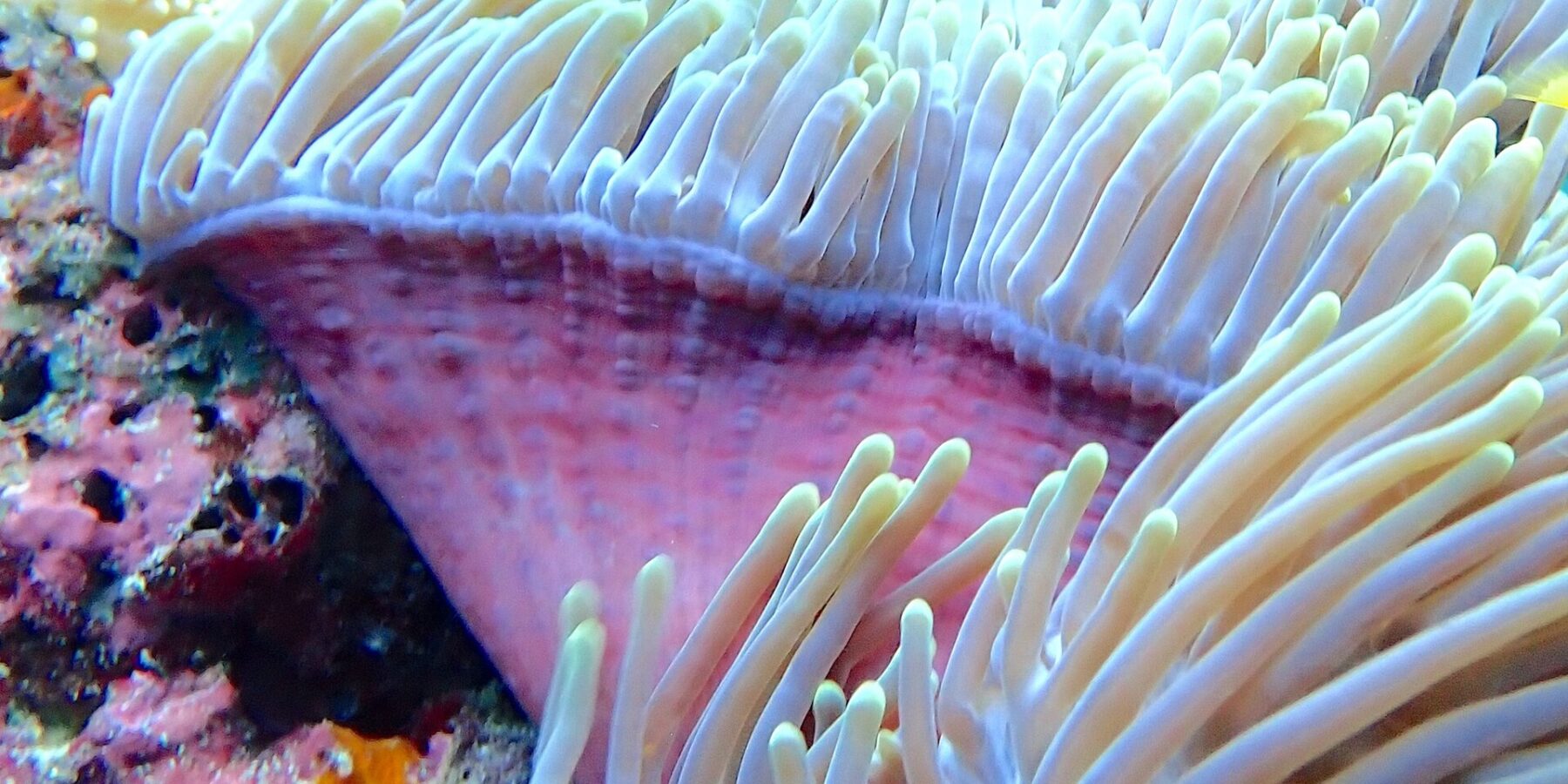 Una anémona de mar con los tentáculos blancos erguidos y el pie rosa, con un buceador de aletas amarillas desenfocado al fondo, en el paso de Njao