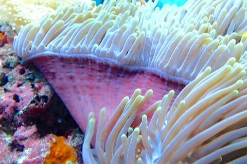 Una anémona de mar con los tentáculos blancos erguidos y el pie rosa, con un buceador de aletas amarillas desenfocado al fondo, en el paso de Njao