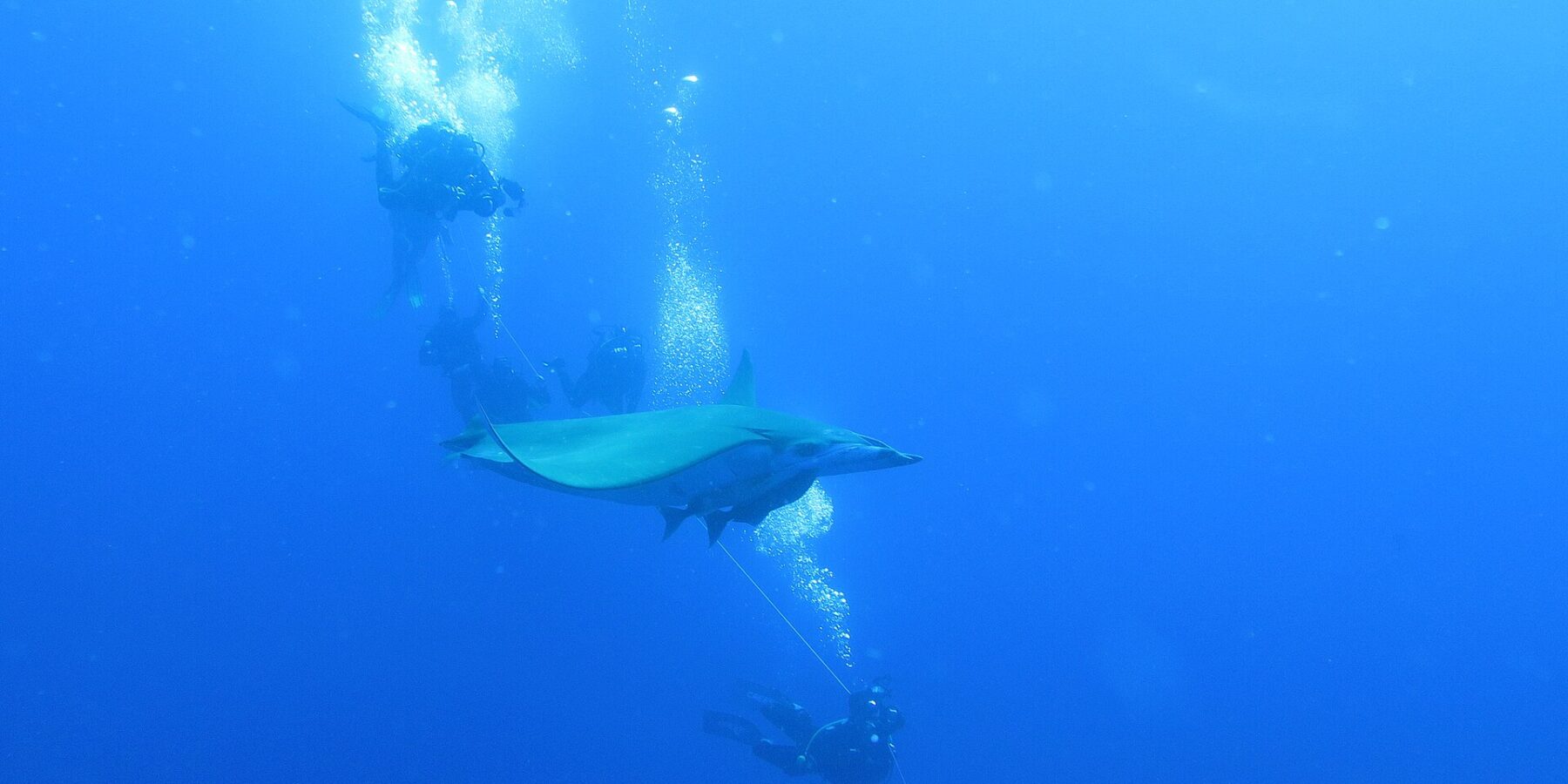 Una mobula pasa entre buceadores agarrados al cabo del barco, en el azul profundo del banco Princesa Alicia