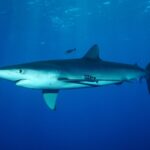 Un tiburón azul de cuerpo fusiforme nada bajo la superficie con dos peces piloto rayados, en el banco Condor