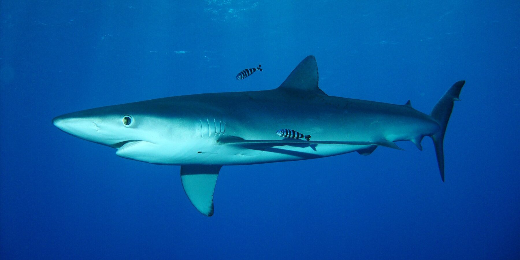 Un tiburón azul de cuerpo fusiforme nada bajo la superficie con dos peces piloto rayados, en el banco Condor