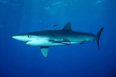 Un tiburón azul de cuerpo fusiforme nada bajo la superficie con dos peces piloto rayados, en el banco Condor