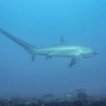 Un tiburón zorro pelágico nada de perfil en un agua azul lechosa sobre un fondo rocoso, con su larga cola levantada hacia la izquierda