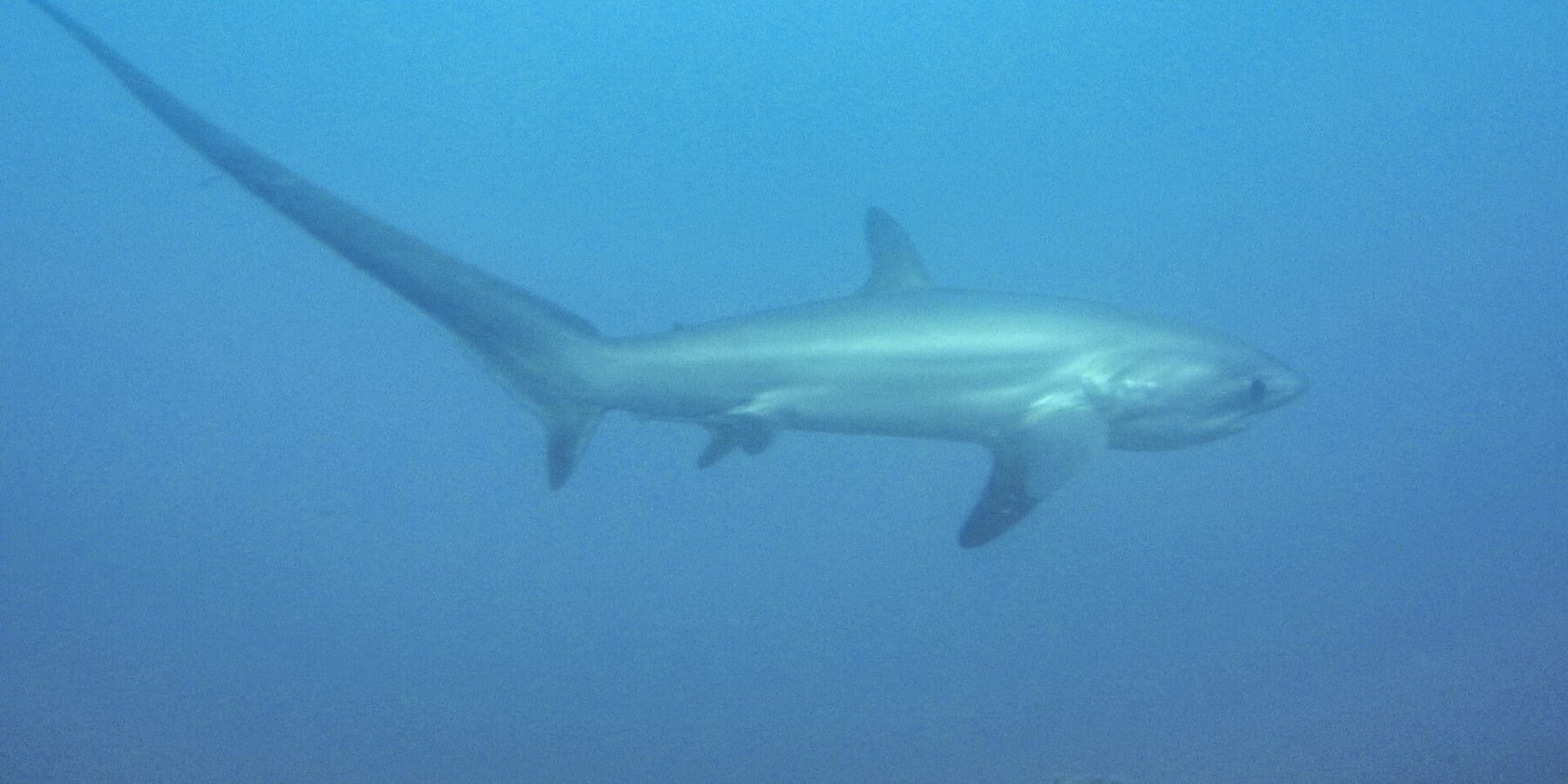 Un tiburón zorro pelágico nada de perfil en un agua azul lechosa sobre un fondo rocoso, con su larga cola levantada hacia la izquierda